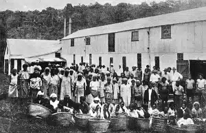 Girmit The Untold Story of the Indentured Labourers fiji musium